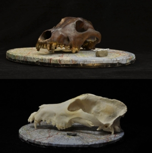 What We Thought About Dog Evolution May Be Wrong, Scientists Say 