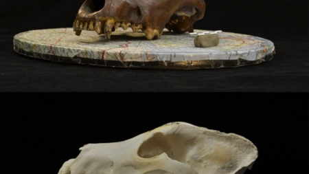 What We Thought About Dog Evolution May Be Wrong, Scientists Say 