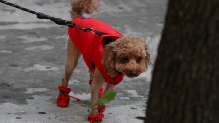 When Is It Too Cold for Your Dog? Signs They May Need a Winter Coat