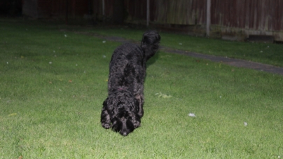 Senior Poodle Faces Coyote Attack in Backyard, Shock at What Happens Next
