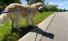 7 Intelligent Dogs Perfect for First-Time Owners