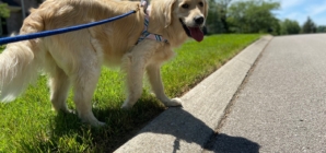 7 Intelligent Dogs Perfect for First-Time Owners