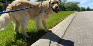 7 Intelligent Dogs Perfect for First-Time Owners