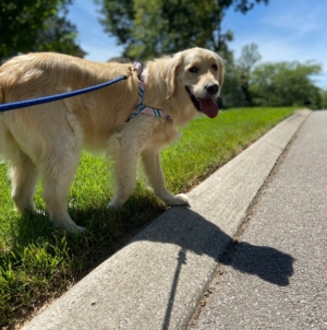 7 Intelligent Dogs Perfect for First-Time Owners