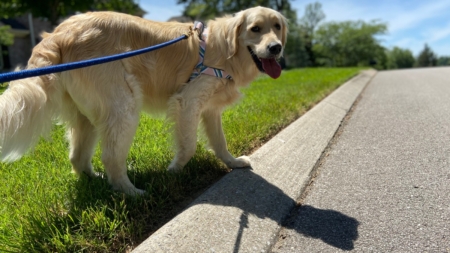 7 Intelligent Dogs Perfect for First-Time Owners