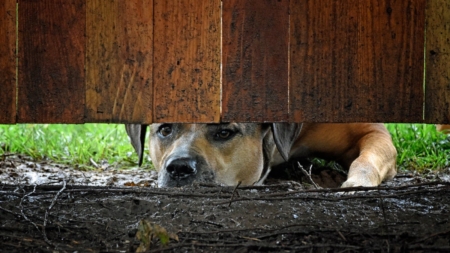 Woman Gets Guardian Dog for Livestock—Reaction to Predator Goes Viral