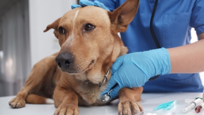 Veterinarian Jailed for Refusing to Return Homeless Man’s Sick Dog