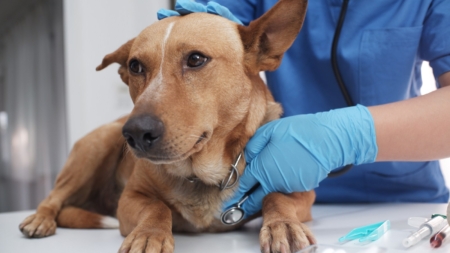 Veterinarian Jailed for Refusing to Return Homeless Man’s Sick Dog