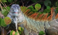 Falling iguana advice issued amid record cold in Florida