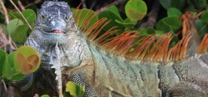 Falling iguana advice issued amid record cold in Florida