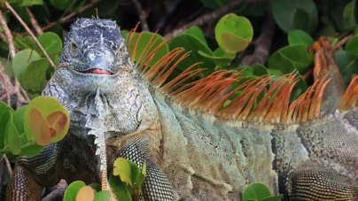 Falling iguana advice issued amid record cold in Florida