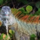 Falling iguana advice issued amid record cold in Florida
