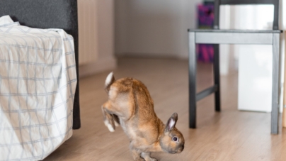 House Bunny Gets Sibling, Hysterics at Their Response: ‘Double Stomping’