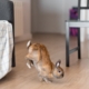 House Bunny Gets Sibling, Hysterics at Their Response: ‘Double Stomping’