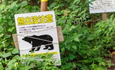More Bears Killed in Japan After Rise in Attacks