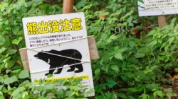 More Bears Killed in Japan After Rise in Attacks