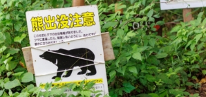 More Bears Killed in Japan After Rise in Attacks