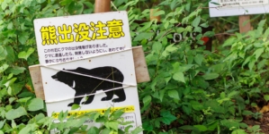 More Bears Killed in Japan After Rise in Attacks