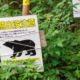 More Bears Killed in Japan After Rise in Attacks