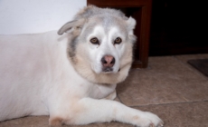 Senior Husky Trying To Act Like a Puppy Leaves Internet Heartbroken