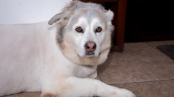 Senior Husky Trying To Act Like a Puppy Leaves Internet Heartbroken