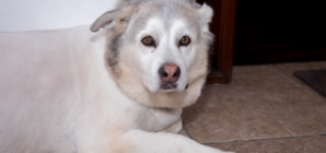 Senior Husky Trying To Act Like a Puppy Leaves Internet Heartbroken