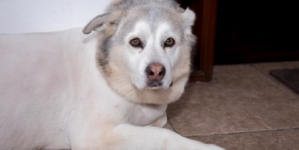 Senior Husky Trying To Act Like a Puppy Leaves Internet Heartbroken