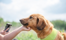 Neighbors Spend Months Trying To Save Stray Dog, Get ‘Thanksgiving Miracle’