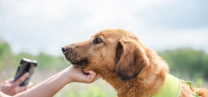 Neighbors Spend Months Trying To Save Stray Dog, Get ‘Thanksgiving Miracle’