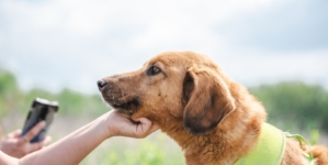 Neighbors Spend Months Trying To Save Stray Dog, Get ‘Thanksgiving Miracle’