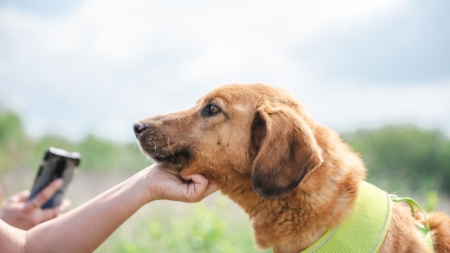 Neighbors Spend Months Trying To Save Stray Dog, Get ‘Thanksgiving Miracle’