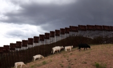 Trump Admin Says Beef Prices Could Hit $10 per Pound Because of Migrants