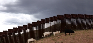 Trump Admin Says Beef Prices Could Hit $10 per Pound Because of Migrants