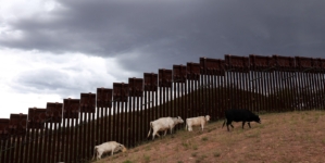 Trump Admin Says Beef Prices Could Hit $10 per Pound Because of Migrants