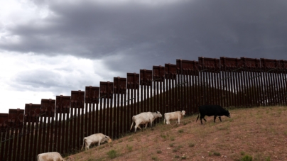 Trump Admin Says Beef Prices Could Hit $10 per Pound Because of Migrants