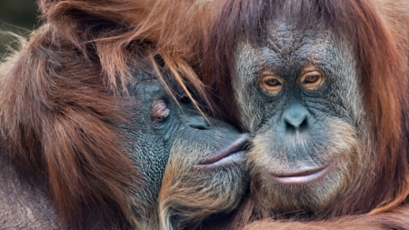 Scientists Reveal the Origin of Kissing