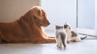 Woman Says She’s Not Keeping Any Kittens, Great Pyrenees Has Other Ideas