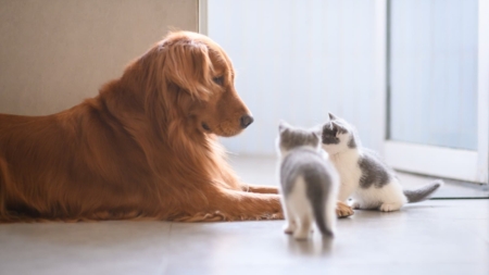 Woman Says She’s Not Keeping Any Kittens, Great Pyrenees Has Other Ideas
