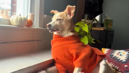 Dog Still Drowsy From Surgery Refuses To Take Day Off ‘Guarding’ House