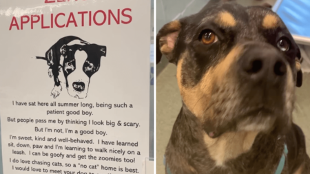 Shelter Dog Has Zero Applications Because People Think He’s ‘Big and Scary’
