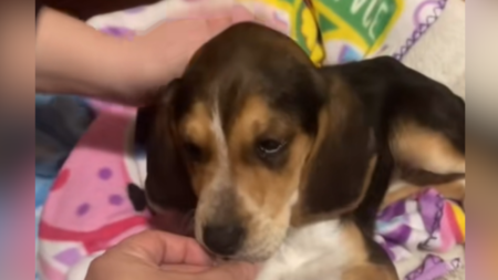 Couple Buy ‘Beagle’ Puppy Off FB Marketplace—Soon Realize Something’s Wrong