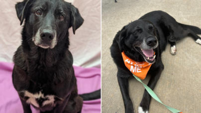 Senior Shelter Dog Went Years Without Family–Chance Encounter Changed That