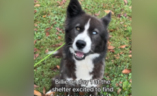 Border Collie Lost Hope After 748 Days in Shelter—Then Everything Changed