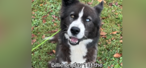 Border Collie Lost Hope After 748 Days in Shelter—Then Everything Changed