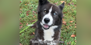Border Collie Lost Hope After 748 Days in Shelter—Then Everything Changed