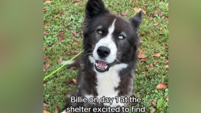 Border Collie Lost Hope After 748 Days in Shelter—Then Everything Changed