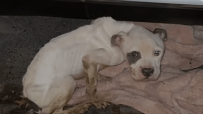 Abandoned Dog Takes Shelter Under Woman’s Car, Tears at What Comes Next
