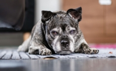 Tears as Dog Abandoned in Apartment With Heartless Note: ‘I No Longer Want’