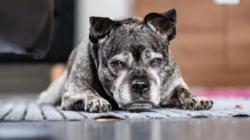 Tears as Dog Abandoned in Apartment With Heartless Note: ‘I No Longer Want’