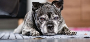 Tears as Dog Abandoned in Apartment With Heartless Note: ‘I No Longer Want’